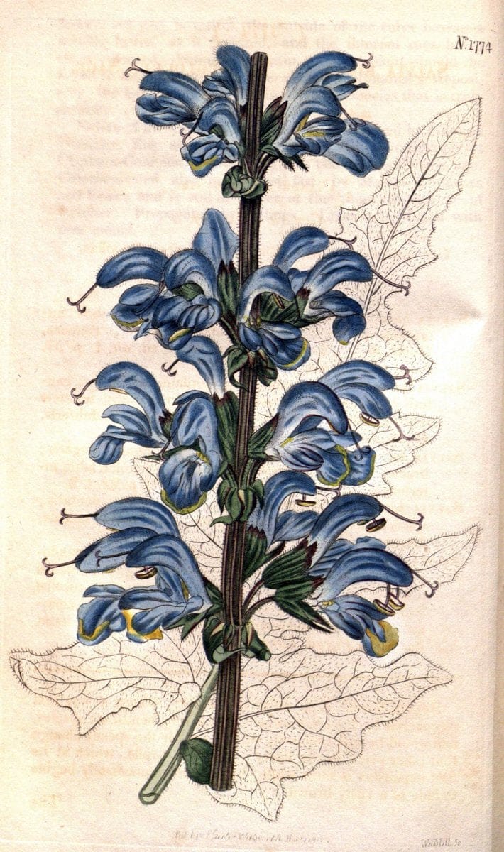 Curtis's botanical magazine. London ; New York [etc.] :Academic Press [etc.]. | "Botanical illustration" Botany Periodicals "Pictorial works" "Plants, Ornamental"  | Vintage Print Reproduction 456469