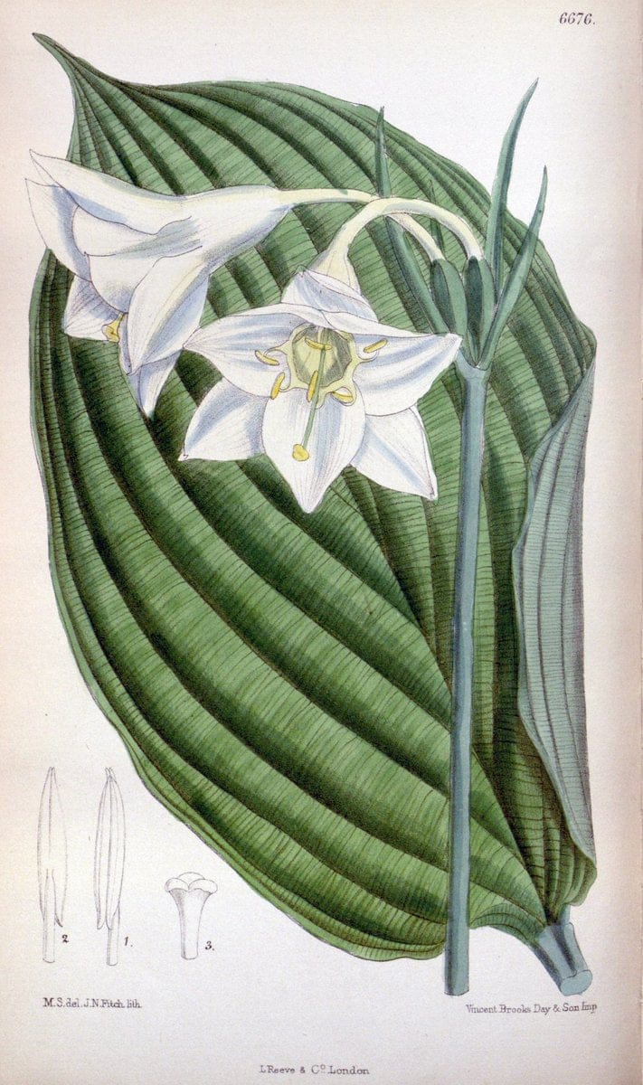 Curtis's botanical magazine. London ; New York [etc.] :Academic Press [etc.]. | "Botanical illustration" Botany Periodicals "Pictorial works" "Plants, Ornamental"  | Vintage Print Reproduction 456470