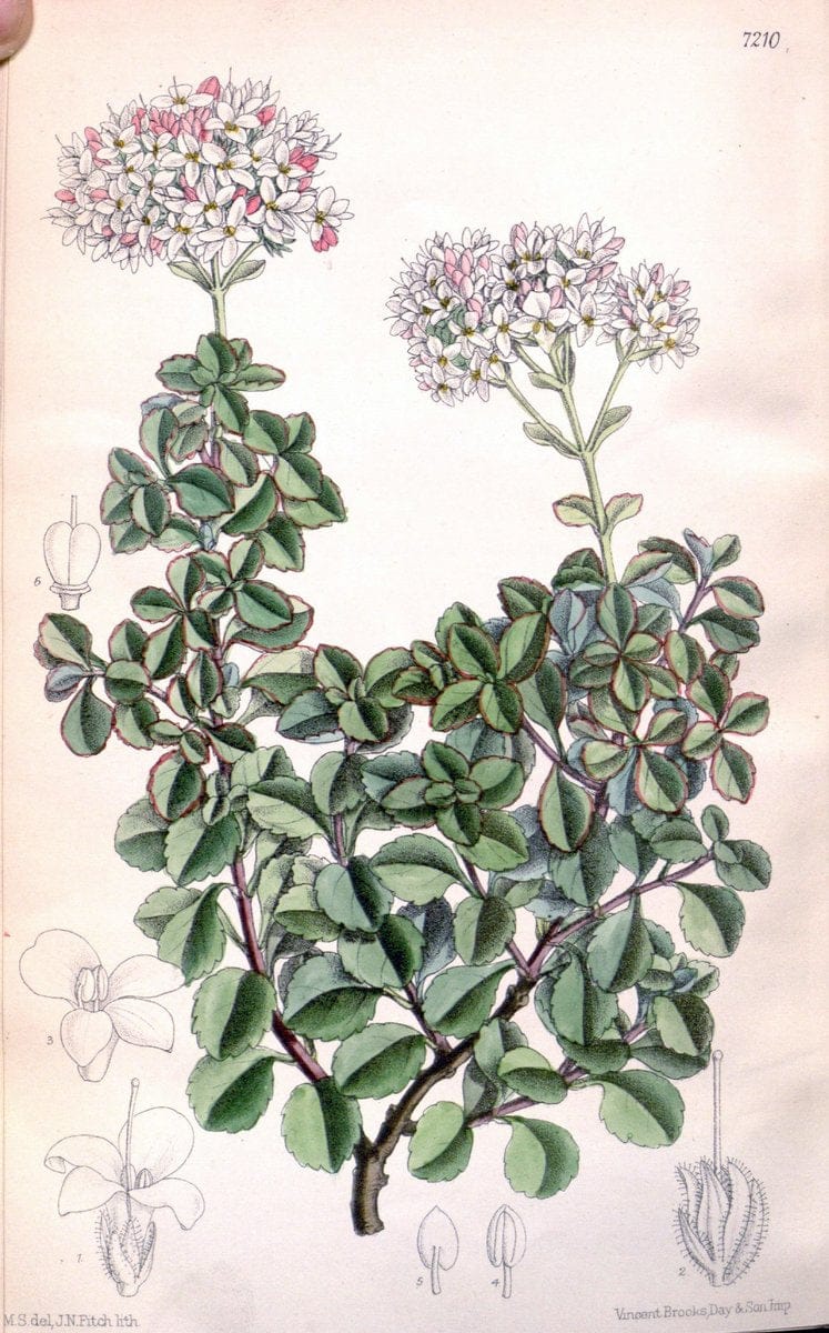 Curtis's botanical magazine. London ; New York [etc.] :Academic Press [etc.]. | "Botanical illustration" Botany Periodicals "Pictorial works" "Plants, Ornamental"  | Vintage Print Reproduction 456471