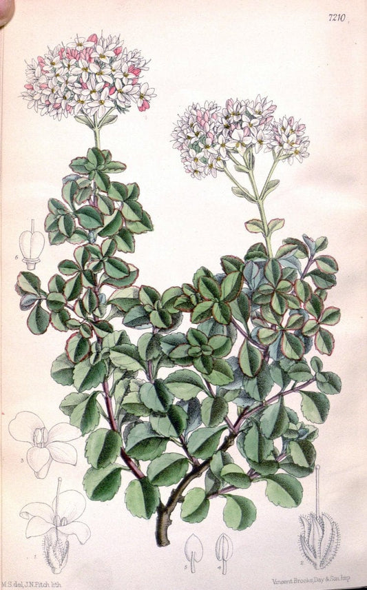 Curtis's botanical magazine. London ; New York [etc.] :Academic Press [etc.]. | "Botanical illustration" Botany Periodicals "Pictorial works" "Plants, Ornamental"  | Vintage Print Reproduction 456471