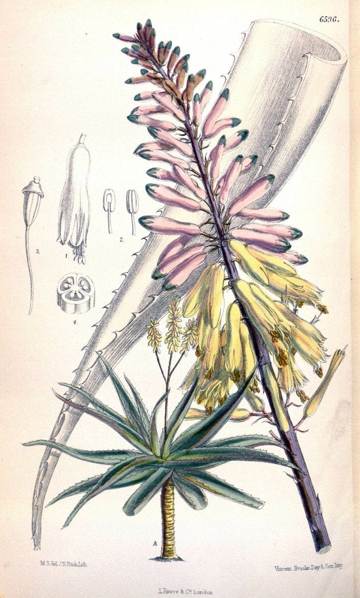 Curtis's botanical magazine. London ; New York [etc.] :Academic Press [etc.]. | "Botanical illustration" Botany Periodicals "Pictorial works" "Plants, Ornamental"  | Vintage Print Reproduction 456472