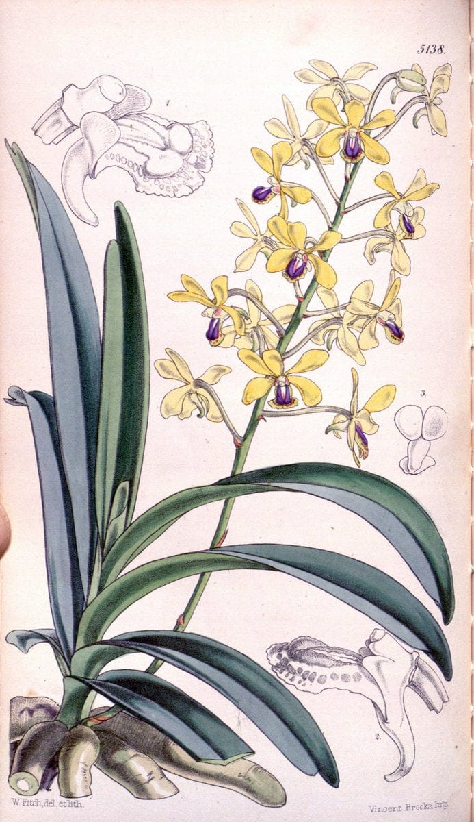 Curtis's botanical magazine. London ; New York [etc.] :Academic Press [etc.]. | "Botanical illustration" Botany Periodicals "Pictorial works" "Plants, Ornamental"  | Vintage Print Reproduction 456473