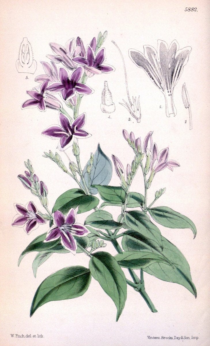 Curtis's botanical magazine..London ;New York [etc.] :Academic Press [etc.]. |  | Vintage Print Reproduction 456474