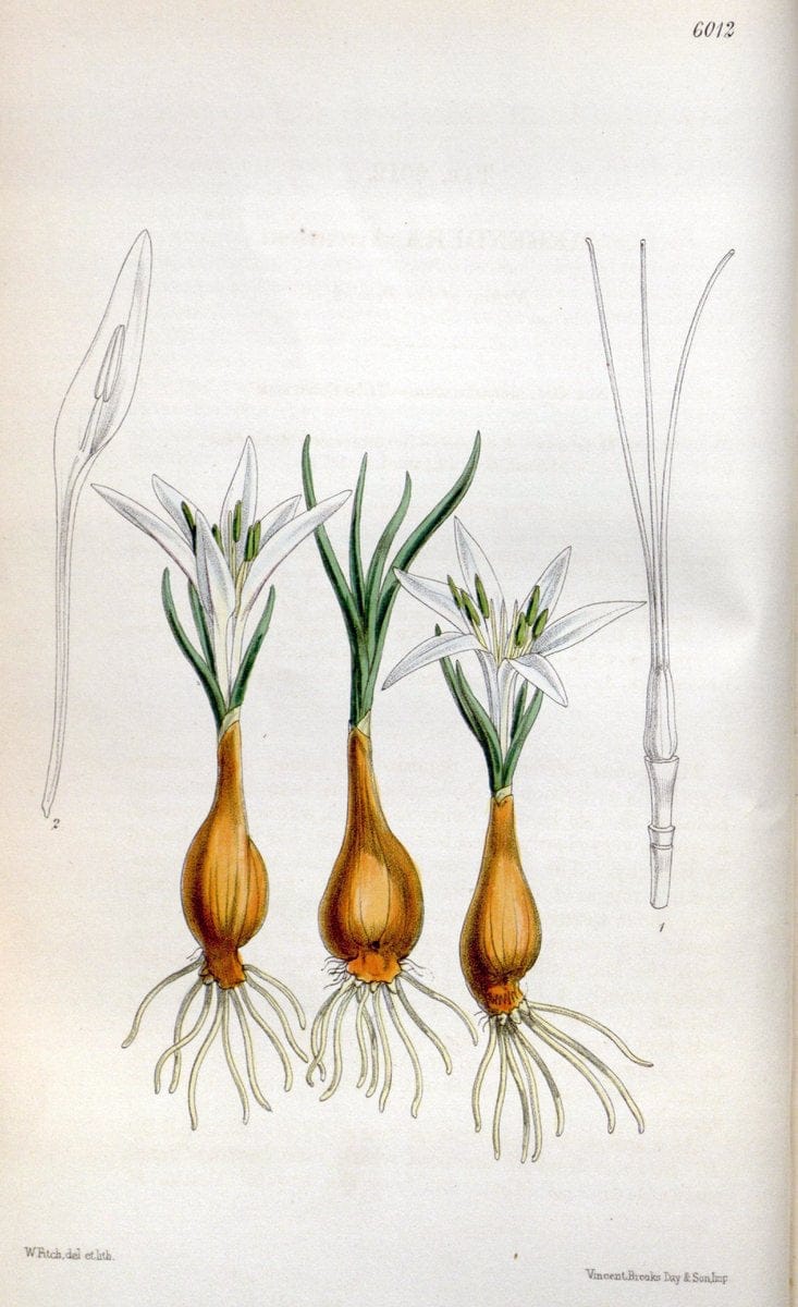 Curtis's botanical magazine. London ; New York [etc.] :Academic Press [etc.]. | "Botanical illustration" Botany Periodicals "Pictorial works" "Plants, Ornamental"  | Vintage Print Reproduction 456475