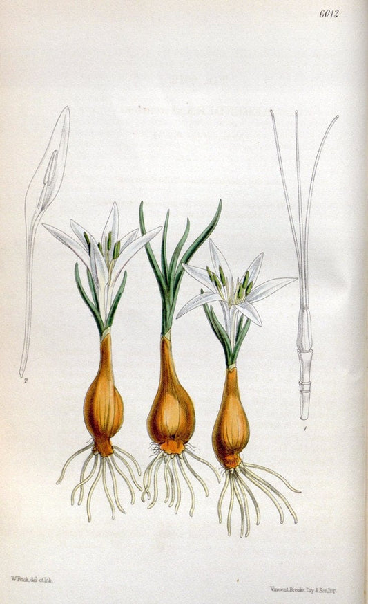 Curtis's botanical magazine. London ; New York [etc.] :Academic Press [etc.]. | "Botanical illustration" Botany Periodicals "Pictorial works" "Plants, Ornamental"  | Vintage Print Reproduction 456475