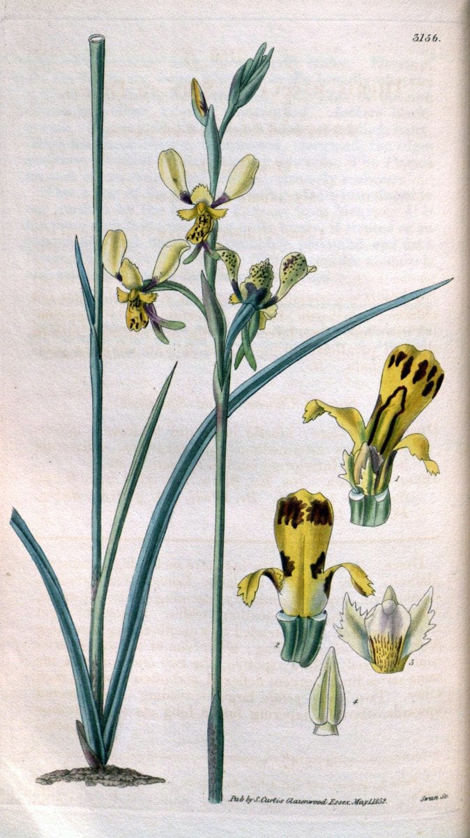 Curtis's botanical magazine. London ; New York [etc.] :Academic Press [etc.]. | "Botanical illustration" Botany Periodicals "Pictorial works" "Plants, Ornamental"  | Vintage Print Reproduction 456476