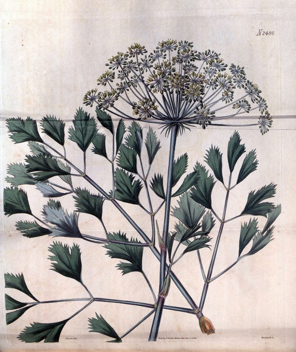 Curtis's botanical magazine. London ; New York [etc.] :Academic Press [etc.]. | "Botanical illustration" Botany Periodicals "Pictorial works" "Plants, Ornamental"  | Vintage Print Reproduction 456477