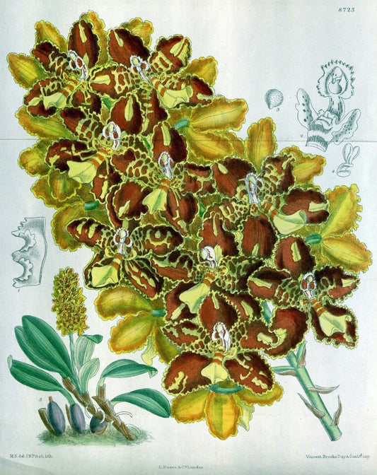 Curtis's botanical magazine. London ; New York [etc.] :Academic Press [etc.]. | "Botanical illustration" Botany Periodicals "Pictorial works" "Plants, Ornamental"  | Vintage Print Reproduction 456478
