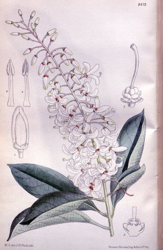 Curtis's botanical magazine. London ; New York [etc.] :Academic Press [etc.]. | "Botanical illustration" Botany Periodicals "Pictorial works" "Plants, Ornamental"  | Vintage Print Reproduction 456479