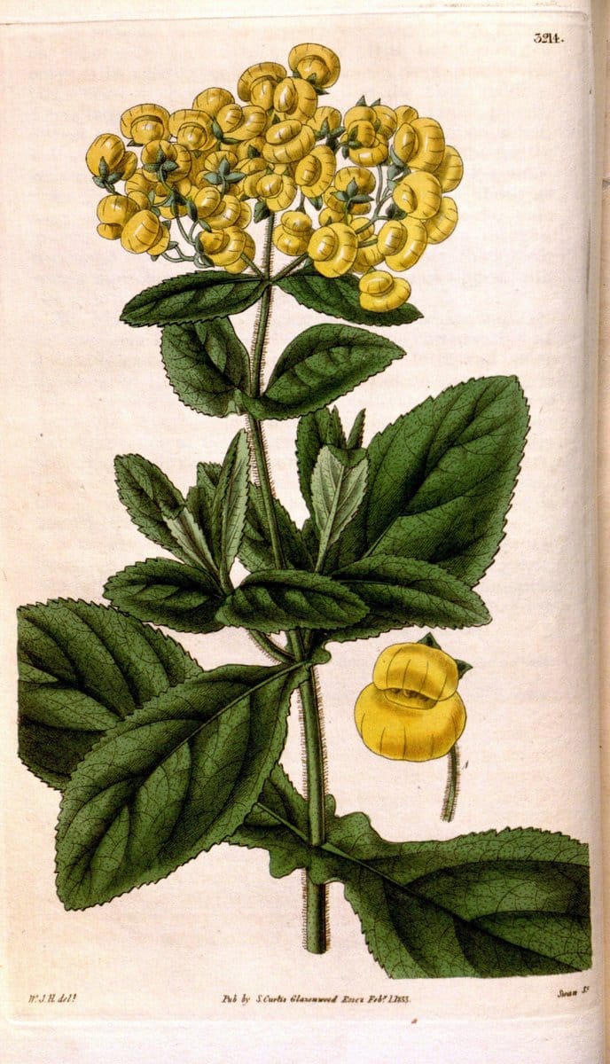 Curtis's botanical magazine. London ; New York [etc.] :Academic Press [etc.]. | "Botanical illustration" Botany Periodicals "Pictorial works" "Plants, Ornamental"  | Vintage Print Reproduction 456480