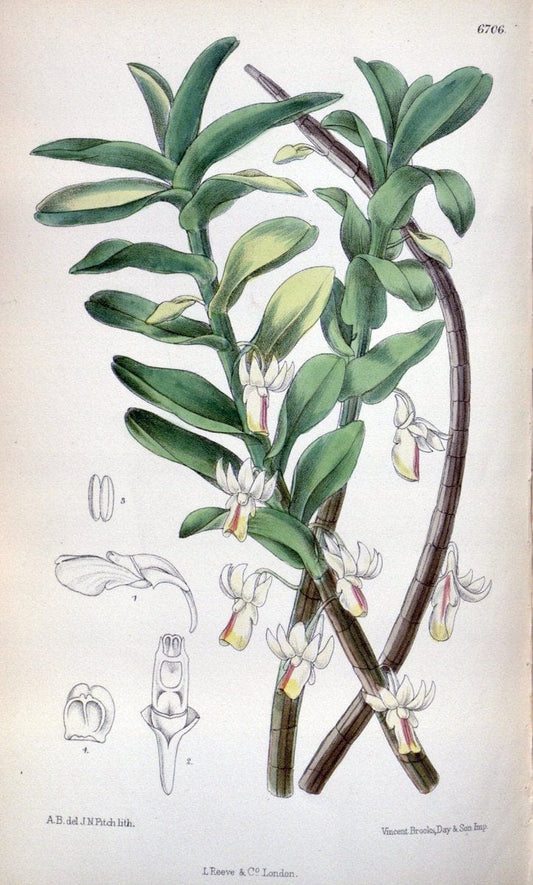 Curtis's botanical magazine. London ; New York [etc.] :Academic Press [etc.]. | "Botanical illustration" Botany Periodicals "Pictorial works" "Plants, Ornamental"  | Vintage Print Reproduction 456481