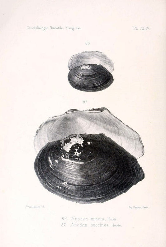 Conchyliologie fluviatile de la province de Nanking et de la Chine centrale /.Paris :Savy,[1875-1885]. | China Mollusks "Nanjing (Jiangsu Sheng)"  | Vintage Print Reproduction 456482