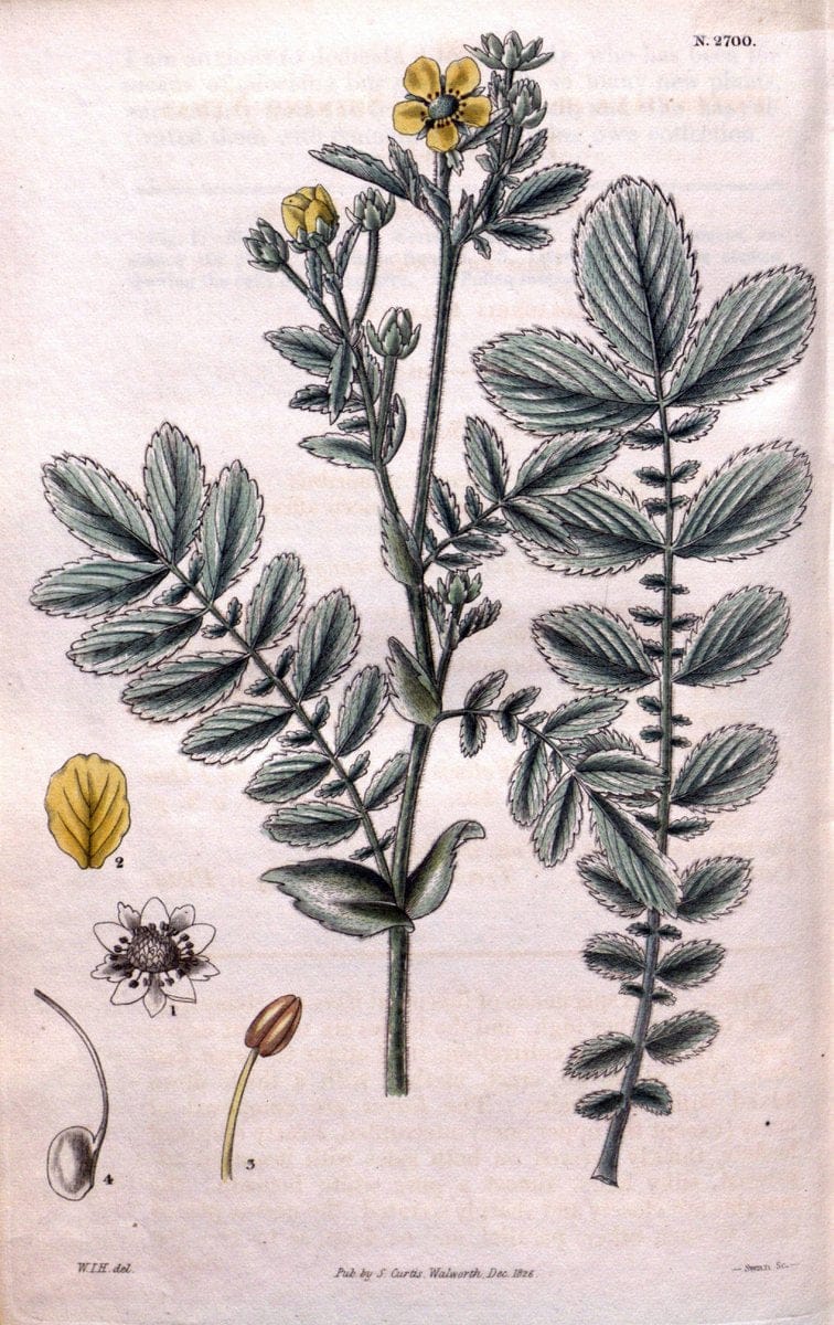 Curtis's botanical magazine. London ; New York [etc.] :Academic Press [etc.]. | "Botanical illustration" Botany Periodicals "Pictorial works" "Plants, Ornamental"  | Vintage Print Reproduction 456483