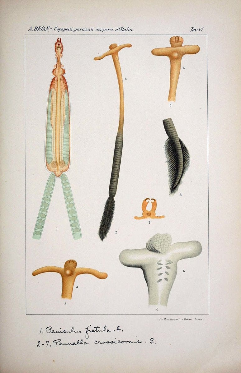 Copepodi parassiti dei pesci d'Italia (con XXI tavole).Genova,R. Istituto Sordomuti,1906.. |  | Vintage Print Reproduction 456484