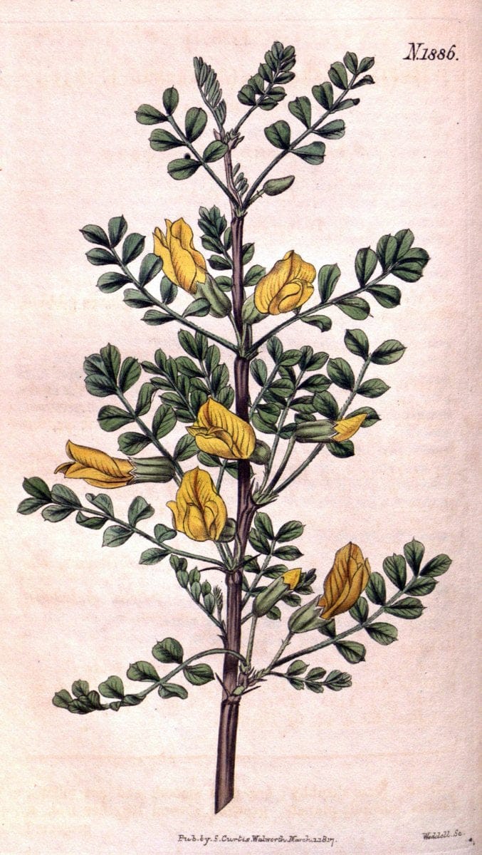 Curtis's botanical magazine. London ; New York [etc.] :Academic Press [etc.]. | "Botanical illustration" Botany Periodicals "Pictorial works" "Plants, Ornamental"  | Vintage Print Reproduction 456485