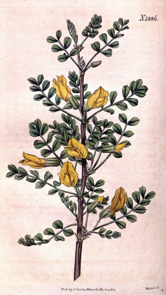 Curtis's botanical magazine. London ; New York [etc.] :Academic Press [etc.]. | "Botanical illustration" Botany Periodicals "Pictorial works" "Plants, Ornamental"  | Vintage Print Reproduction 456485