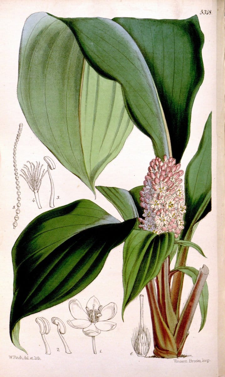 Curtis's botanical magazine. London ; New York [etc.] :Academic Press [etc.]. | "Botanical illustration" Botany Periodicals "Pictorial works" "Plants, Ornamental"  | Vintage Print Reproduction 456486