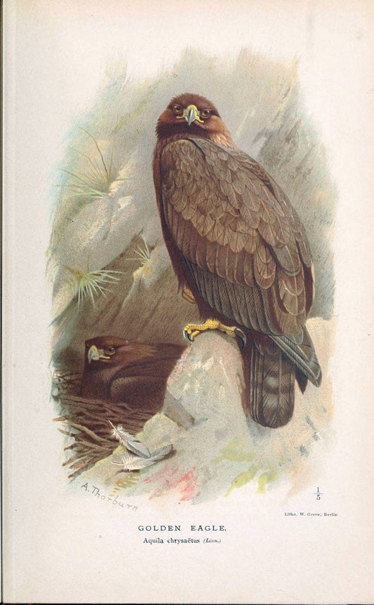 Coloured figures of the birds of the British Islands. v.1London :R. H. Porter,1885-1897. | Vintage Print Reproduction 456488