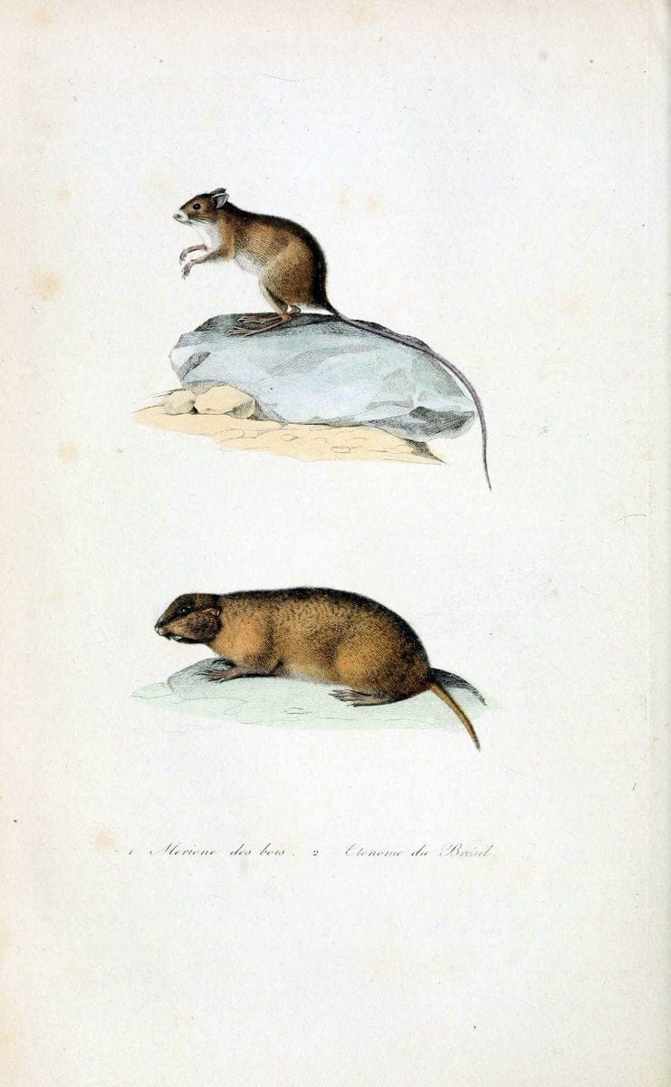 ComplÃ©ments de Buffon. t.1.Paris:P. Pourrat FrÃ¨res,1838. |  | Vintage Print Reproduction 456489