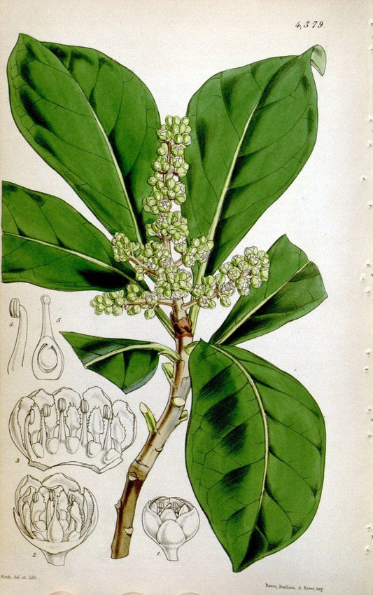 Curtis's botanical magazine. London ; New York [etc.] :Academic Press [etc.]. | "Botanical illustration" Botany Periodicals "Pictorial works" "Plants, Ornamental"  | Vintage Print Reproduction 456490