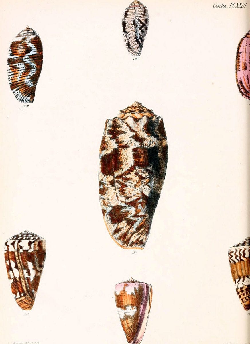 Conchologia iconica, or, Illustrations of the shells of molluscous animals. v.1London :Reeve, Brothers,1843-1878. | Mollusks "Pictorial works" Shells  | Vintage Print Reproduction 456491