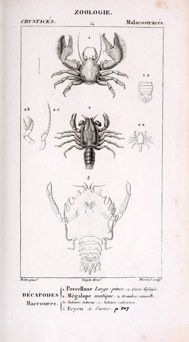 ConsidÃ©rations gÃ©nÃ©rales sur la classe des crustacÃ©s :.Paris :F.G. Levrault,1825.  | Crustacea France Zoology  | Vintage Print Reproduction 456492