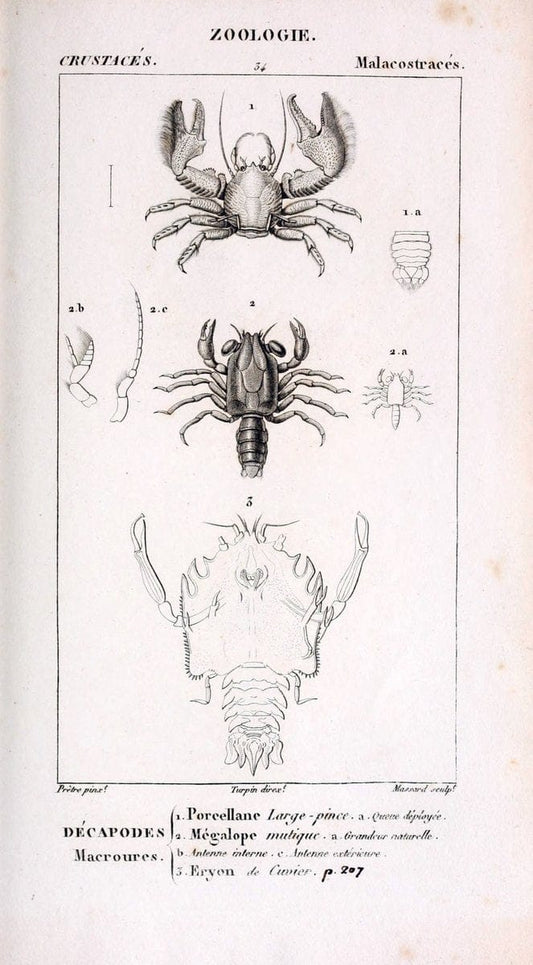 ConsidÃ©rations gÃ©nÃ©rales sur la classe des crustacÃ©s :.Paris :F.G. Levrault,1825.  | Crustacea France Zoology  | Vintage Print Reproduction 456492