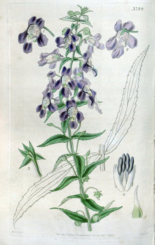 Curtis's botanical magazine..London ;New York [etc.] :Academic Press [etc.]. |  | Vintage Print Reproduction 456493