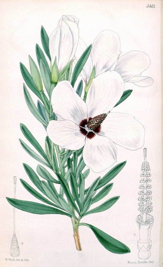 Curtis's botanical magazine..London ;New York [etc.] :Academic Press [etc.]. |  | Vintage Print Reproduction 456494