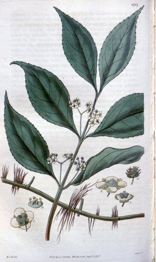 Curtis's botanical magazine..London ;New York [etc.] :Academic Press [etc.]. |  | Vintage Print Reproduction 456495