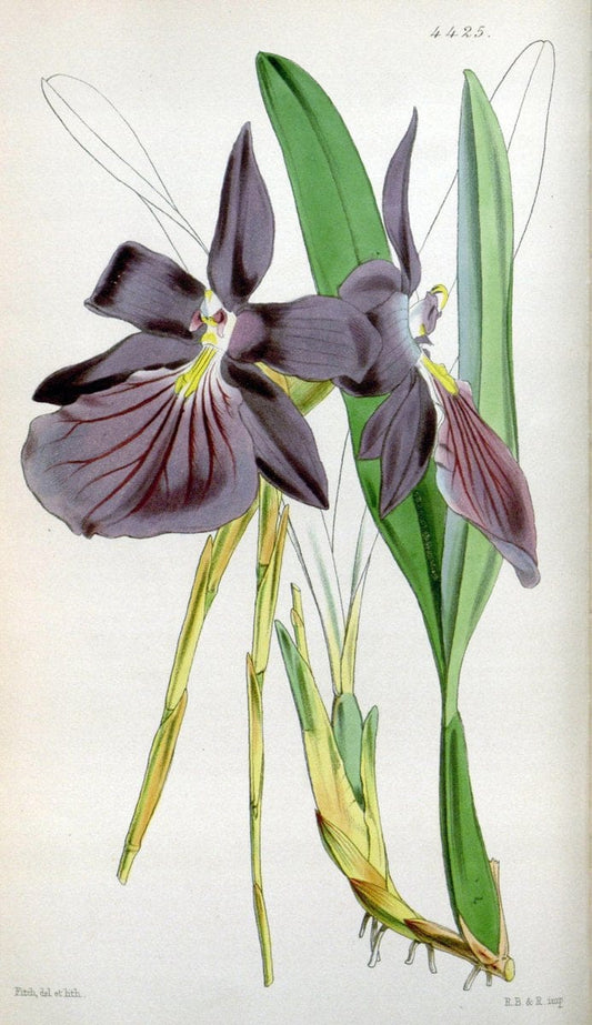 Curtis's botanical magazine. London ;New York [etc.] :Academic Press [etc.]. | Botany Periodicals "Pictorial works"  | Vintage Print Reproduction 456496