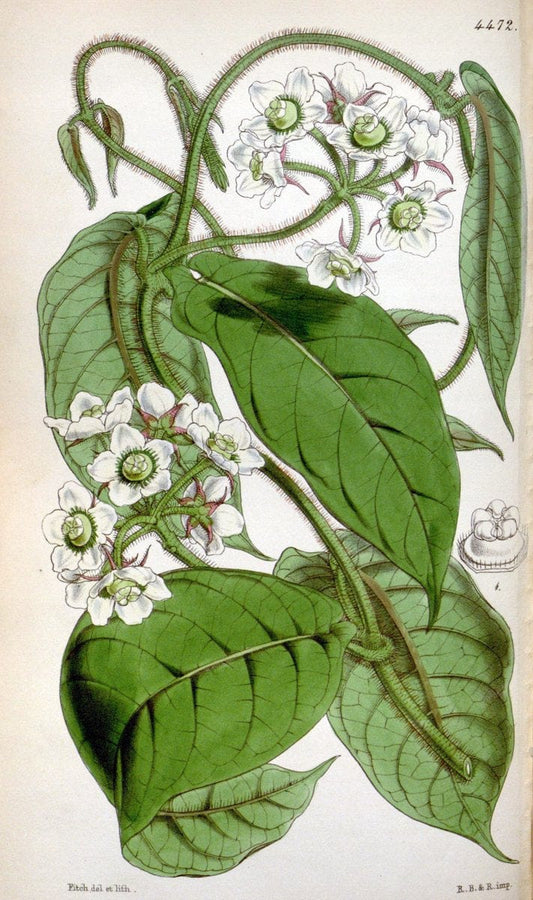 Curtis's botanical magazine. London ;New York [etc.] :Academic Press [etc.]. | Botany Periodicals "Pictorial works"  | Vintage Print Reproduction 456497