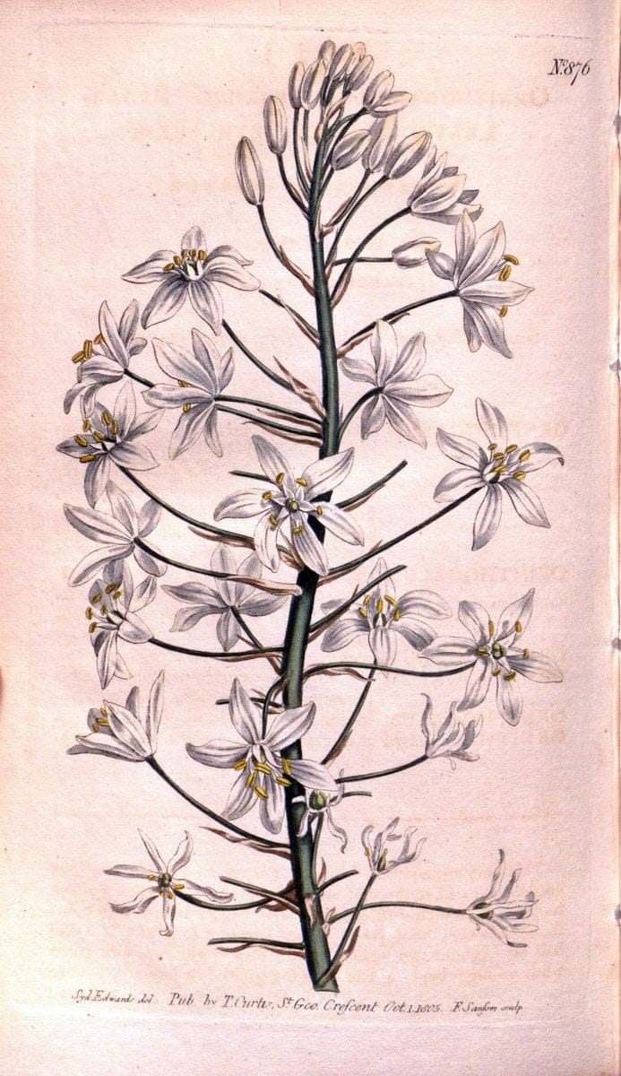 Curtis's botanical magazine. London ;New York [etc.] :Academic Press [etc.]. | Botany Periodicals "Pictorial works"  | Vintage Print Reproduction 456498