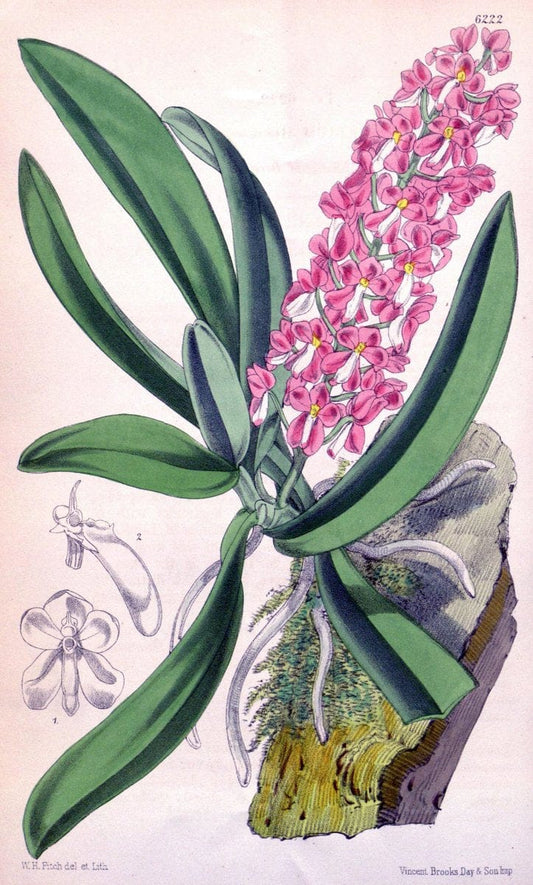 Curtis's botanical magazine. London ; New York [etc.] :Academic Press [etc.]. | "Botanical illustration" Botany Periodicals "Pictorial works" "Plants, Ornamental"  | Vintage Print Reproduction 456499