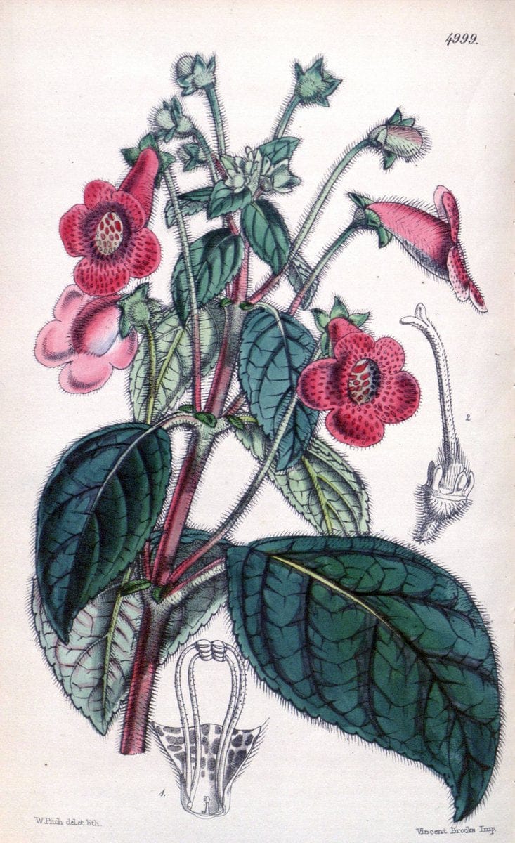 Curtis's botanical magazine. London ; New York [etc.] :Academic Press [etc.]. | "Botanical illustration" Botany Periodicals "Pictorial works" "Plants, Ornamental"  | Vintage Print Reproduction 456501