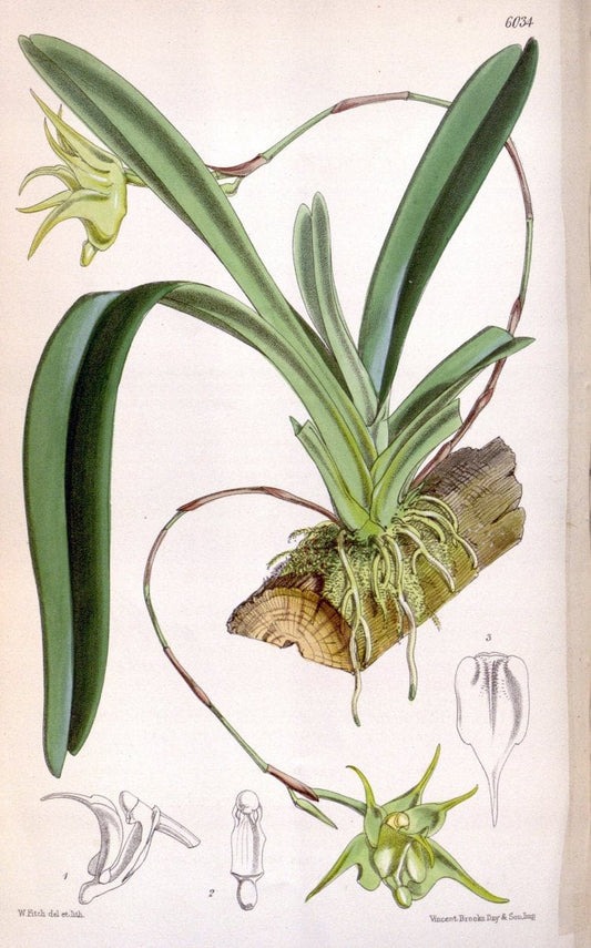 Curtis's botanical magazine. London ; New York [etc.] :Academic Press [etc.]. | "Botanical illustration" Botany Periodicals "Pictorial works" "Plants, Ornamental"  | Vintage Print Reproduction 456502