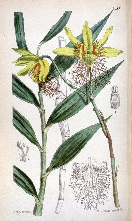 Curtis's botanical magazine. London ; New York [etc.] :Academic Press [etc.]. | "Botanical illustration" Botany Periodicals "Pictorial works" "Plants, Ornamental"  | Vintage Print Reproduction 456504