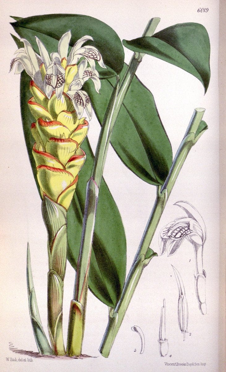 Curtis's botanical magazine. London ; New York [etc.] :Academic Press [etc.]. | "Botanical illustration" Botany Periodicals "Pictorial works" "Plants, Ornamental"  | Vintage Print Reproduction 456505