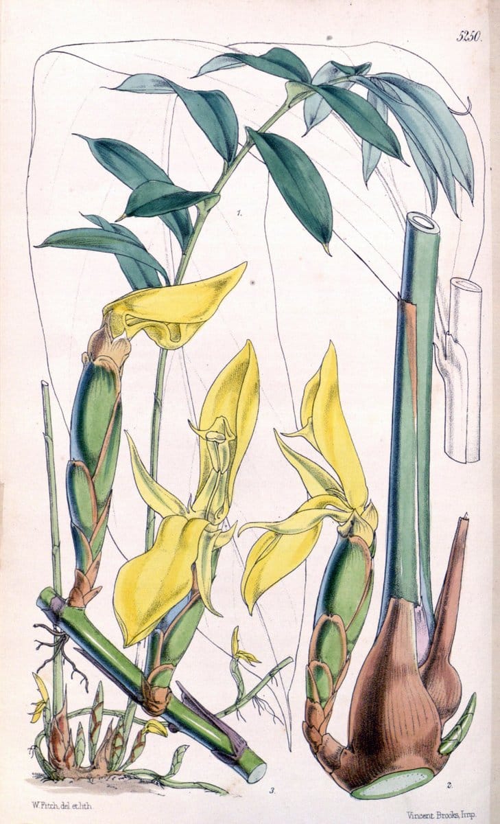 Curtis's botanical magazine. London ; New York [etc.] :Academic Press [etc.]. | "Botanical illustration" Botany Periodicals "Pictorial works" "Plants, Ornamental"  | Vintage Print Reproduction 456506