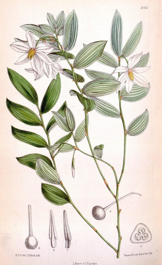 Curtis's botanical magazine. London ; New York [etc.] :Academic Press [etc.]. | "Botanical illustration" Botany Periodicals "Pictorial works" "Plants, Ornamental"  | Vintage Print Reproduction 456507