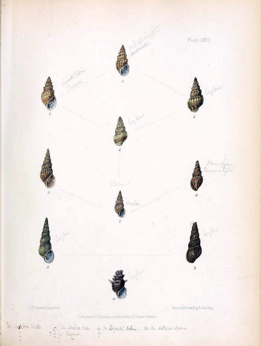 Conchologia indica,.London,1870-1876.. |  | Vintage Print Reproduction 456508