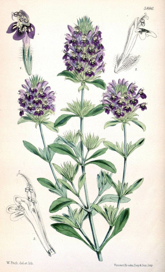 Curtis's botanical magazine..London ;New York [etc.] :Academic Press [etc.]. |  | Vintage Print Reproduction 456509