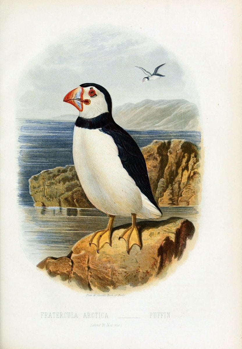 Cassell's book of birds :.London,Cassell, Petter and Galpin,[1875]. | Birds  | Vintage Print Reproduction 456510