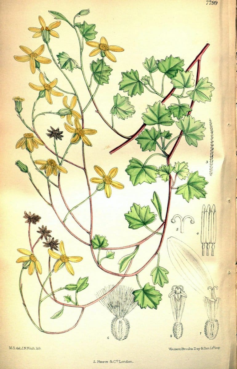 Curtis's botanical magazine. London ; New York [etc.] :Academic Press [etc.]. | "Botanical illustration" Botany Periodicals "Pictorial works" "Plants, Ornamental"  | Vintage Print Reproduction 456511