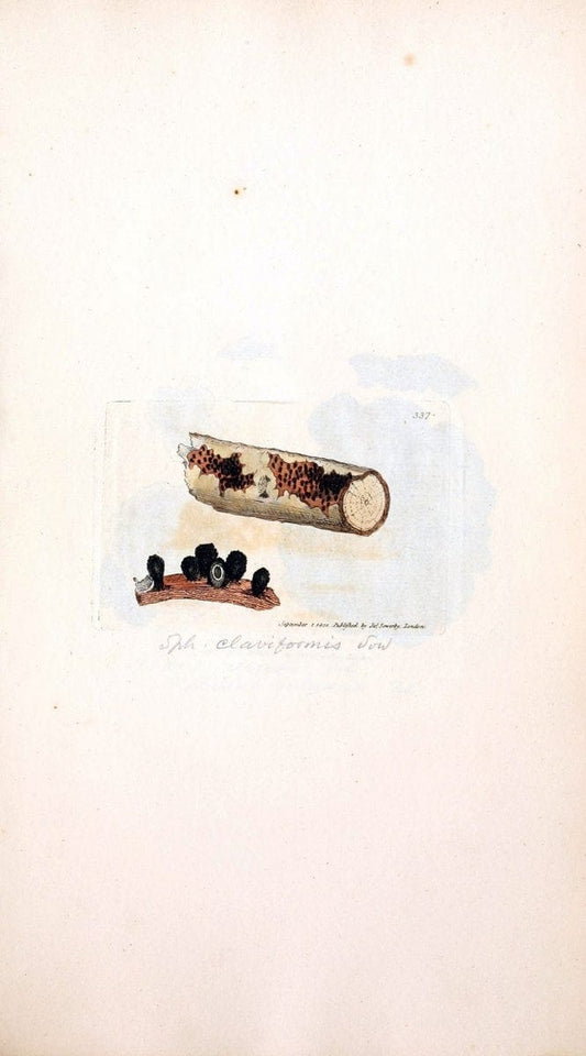 Coloured figures of English fungi or mushrooms. London,Printed by J. Davis,1797-[1809]. | England Mushrooms  | Vintage Print Reproduction 456512