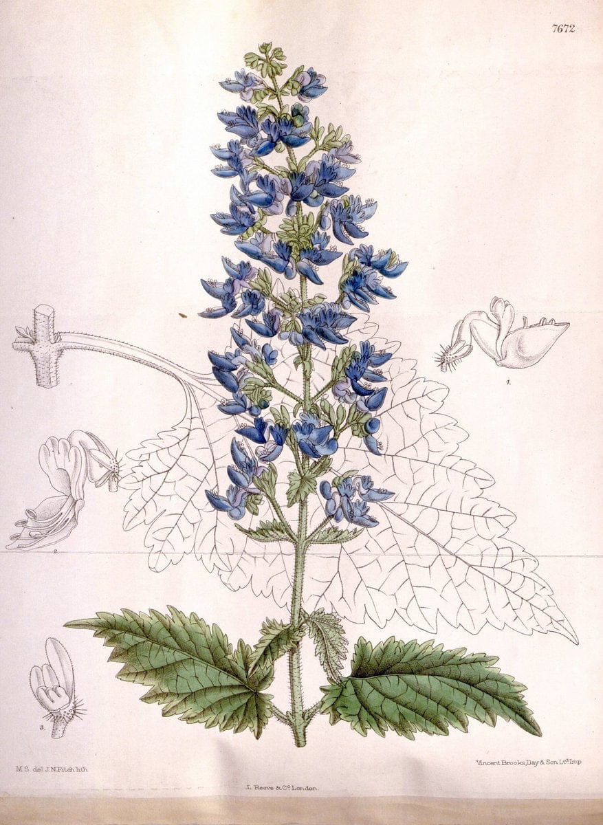 Curtis's botanical magazine. London ; New York [etc.] :Academic Press [etc.]. | "Botanical illustration" Botany Periodicals "Pictorial works" "Plants, Ornamental"  | Vintage Print Reproduction 456513