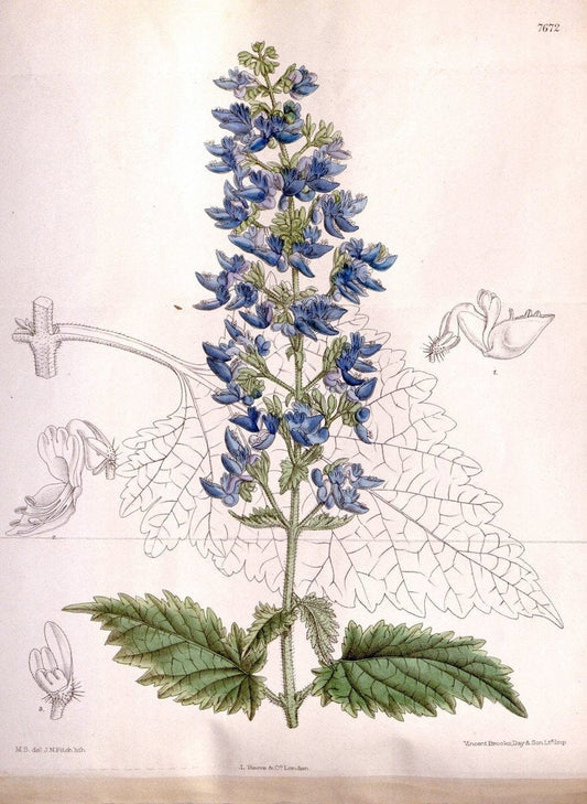 Curtis's botanical magazine. London ; New York [etc.] :Academic Press [etc.]. | "Botanical illustration" Botany Periodicals "Pictorial works" "Plants, Ornamental"  | Vintage Print Reproduction 456513