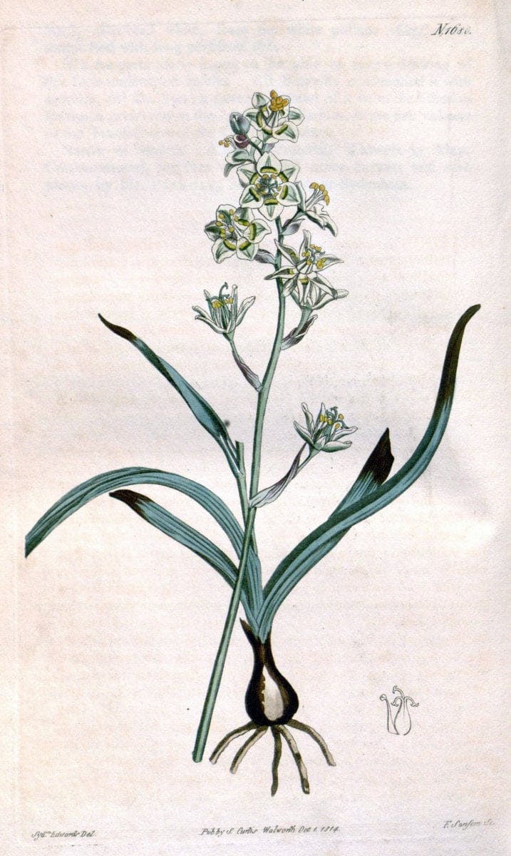 Curtis's botanical magazine. London ; New York [etc.] :Academic Press [etc.]. | "Botanical illustration" Botany Periodicals "Pictorial works" "Plants, Ornamental"  | Vintage Print Reproduction 456514