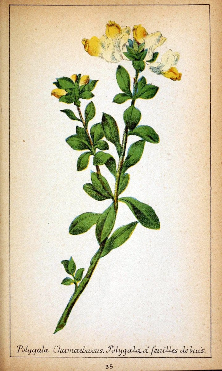 Choix de plantes de l'Europe centrale et particuliÃ¨rement de la Suisse et de la SavoieGe | Europe Central "Pictorial works" Plants "Savoy (France and Italy)" Switzerland  | Vintage Reproduction 456515