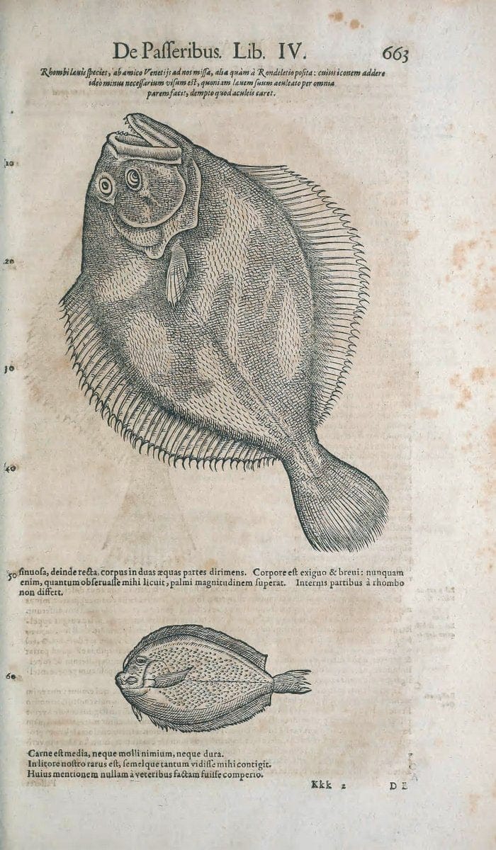 Conradi Gesneri medici Tigurini Historiae animalium liber IV :.Francofurti :In Bibliopolio Andreae Cambieri,anno MDCIIII [1604]. |  | Vintage Print Reproduction 456516